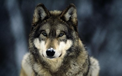 волк серый фото