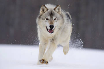 охота волка обыкновенного фото