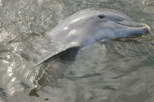 Сообщение о дельфине - описание, характеристика и особенности поведения млекопитающего