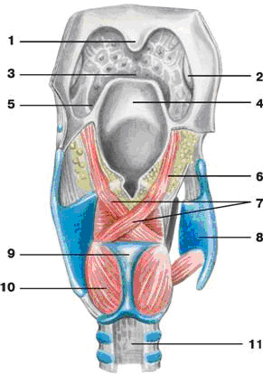 Дыхательная система. Гортань: строение, топография, функции. Механизм голосообразования