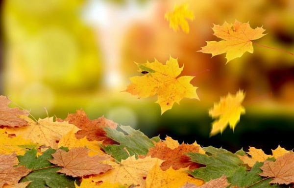 Написать соч про листья как живые сочинение на тему осенние листья  1