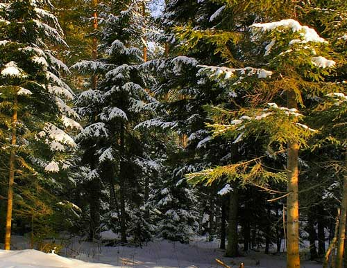 картинка Сочинение на тему Елочка в зимнем лесу