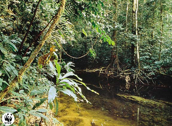 Тропический лес саванна 1