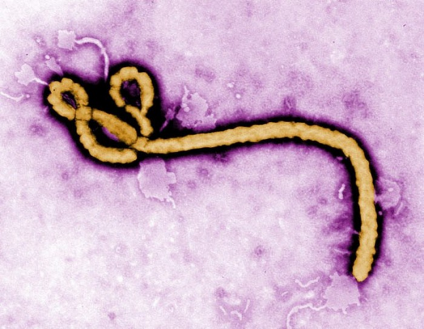  происхождение и место возникновения эбола 1