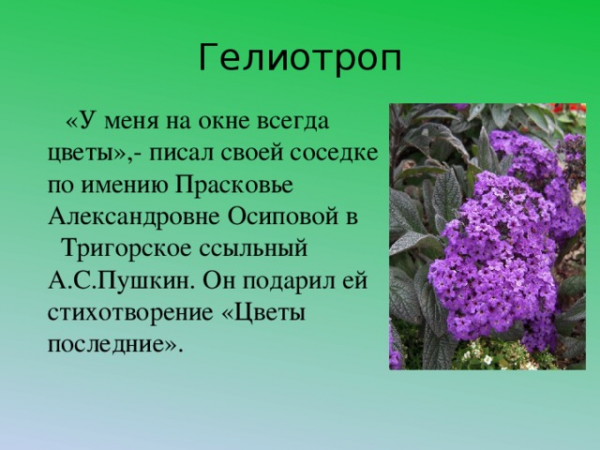 Сочинение по русскому языку на тему цветы читать бесплатно 1