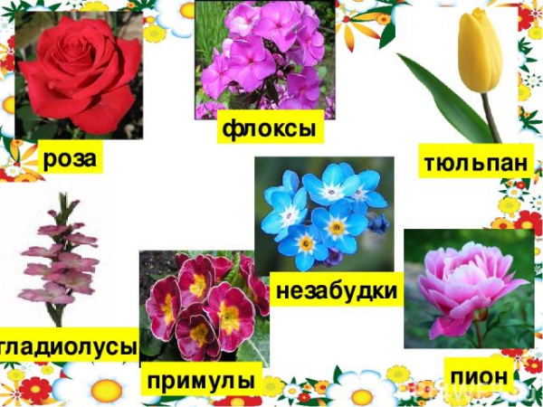 Сочинение про цветы полевые цветы предмет нашего восхищения и вдохновения 1