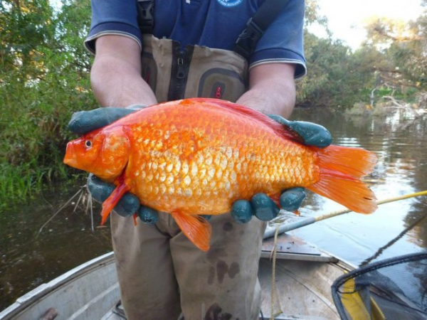 Золотая рыбка одна из наиболее древних декоративных рыбок  1