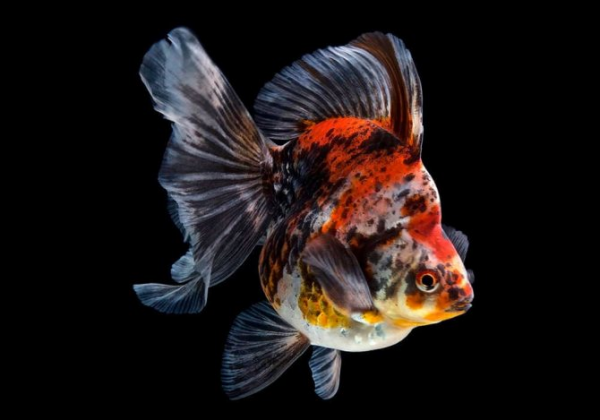 Золотая рыбка одна из наиболее древних декоративных рыбок  2