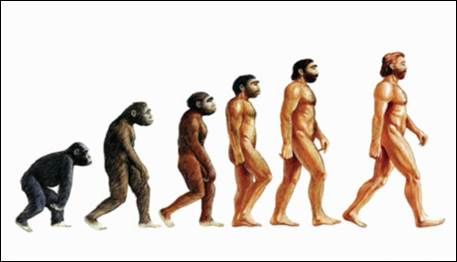 Доказательства эволюционного происхождения человека 2