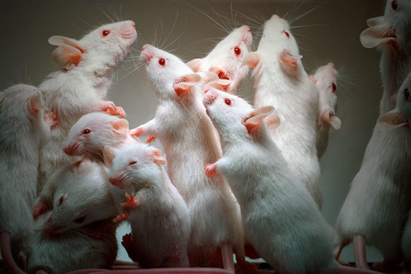 Крыса лабораторное животное  1
