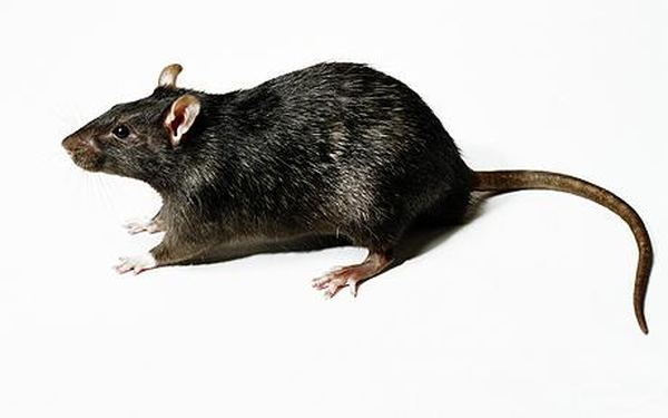 Николаев страдает от атаки крыс: грызуны повсюду - Рамблер-Новости