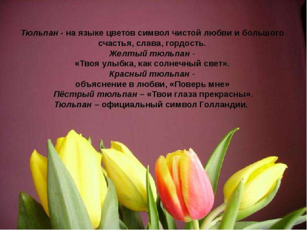 Цитаты о весне и тюльпанах
