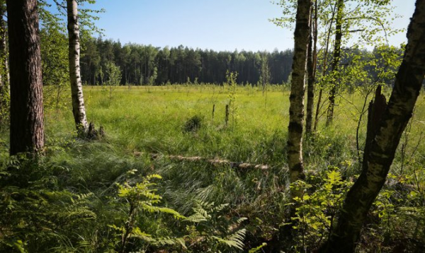 Сфагново-травяной лес