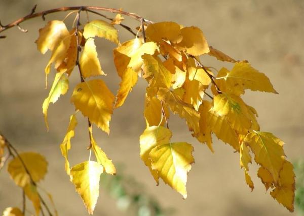 Как осенью меняют цвет листья разных деревьев и кустарников 3
