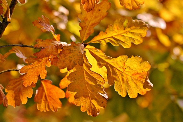 Как осенью меняют цвет листья разных деревьев и кустарников 4