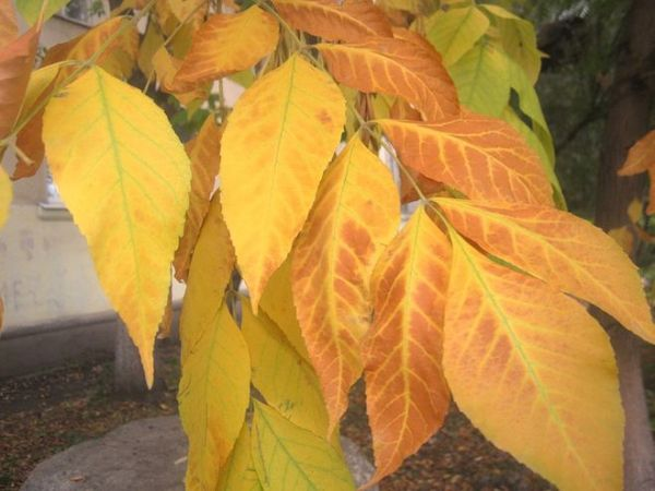 Как осенью меняют цвет листья разных деревьев и кустарников 5