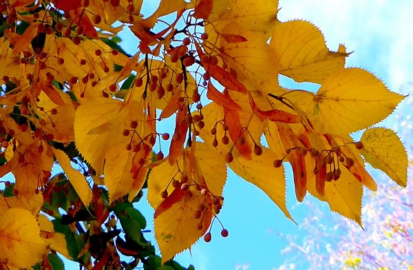 Как осенью меняют цвет листья разных деревьев и кустарников 6