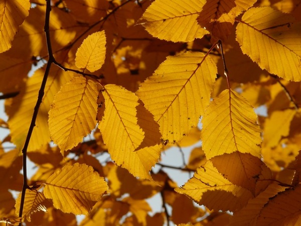Как осенью меняют цвет листья разных деревьев и кустарников 7