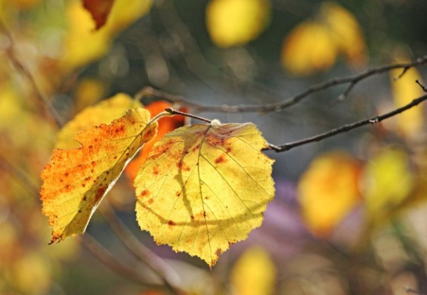 Как осенью меняют цвет листья разных деревьев и кустарников 8