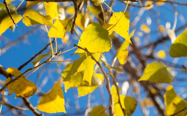 Как осенью меняют цвет листья разных деревьев и кустарников 9