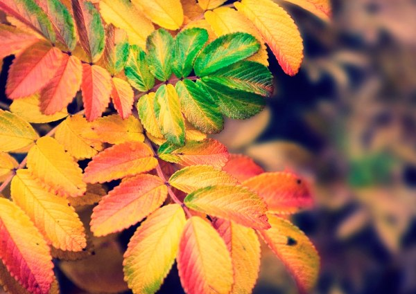 Как осенью меняют цвет листья разных деревьев и кустарников 12