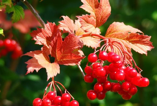 Как осенью меняют цвет листья разных деревьев и кустарников 13