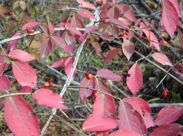 Как осенью меняют цвет листья разных деревьев и кустарников 14