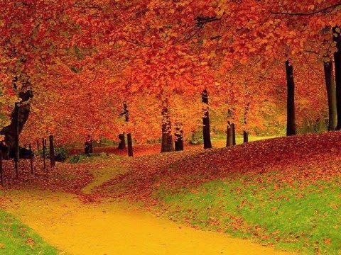 Стихи о лесе осенью 1
