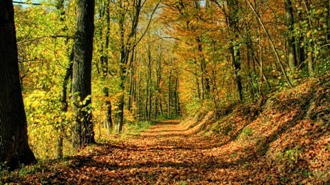 Стихи о лесе осенью 2