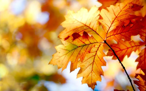 Почему осенью листья меняют цвет  1