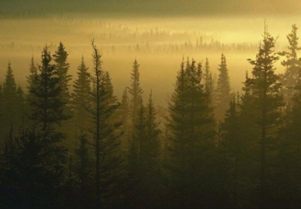 Значение леса в жизни человека 4