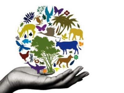 Утрата биоразнообразия: значение, причины, последствия и решения 1