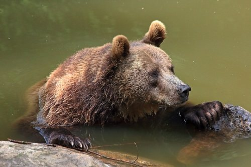 Скороговорки про медведя 1