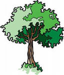 Экологическая сказка жизнь дерева  1