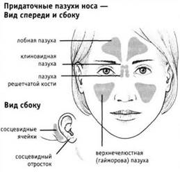 Анатомия и заболевания носа 1