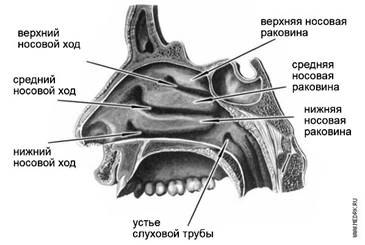 Анатомия и заболевания носа 2