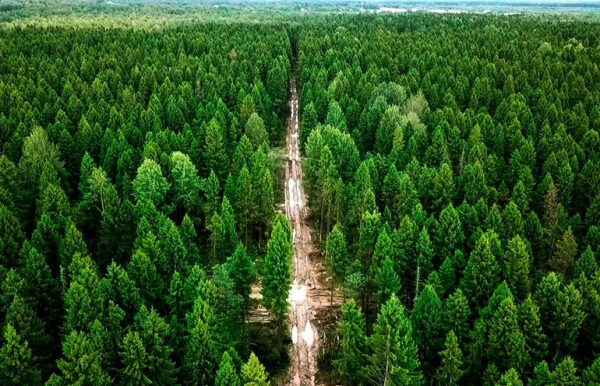 Леса Беларуси