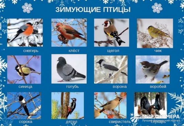 Каких птиц подкармливают зимой