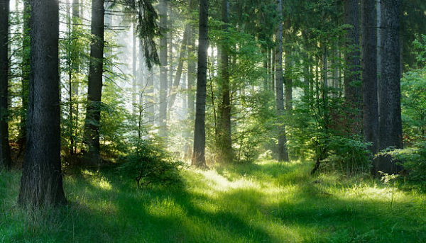 Сочинение лес и природу нужно беречь  1