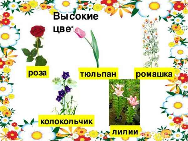 Сочинение про цветы 2, 3, 4, 5 класс
