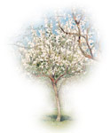 Левитан сочинение по картине цветущие яблони 2