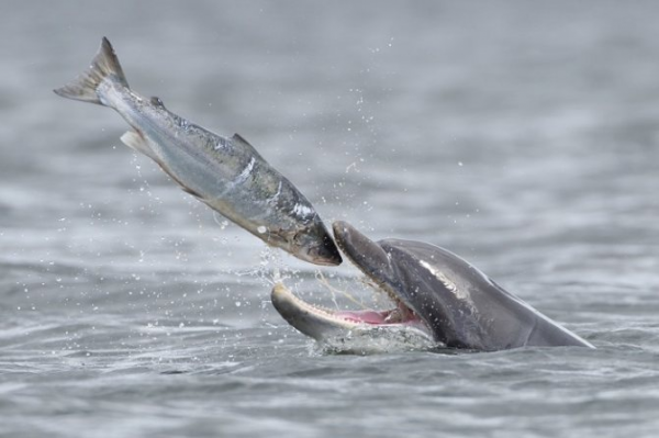 Дельфин охотится