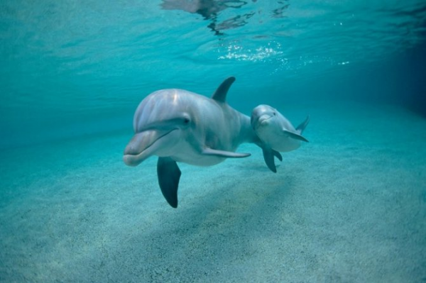 Самка дельфина с детенышем